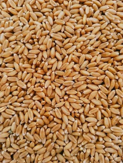 Gandom for sale Wheat