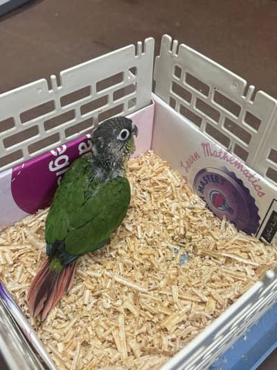 Green cheeck conure
