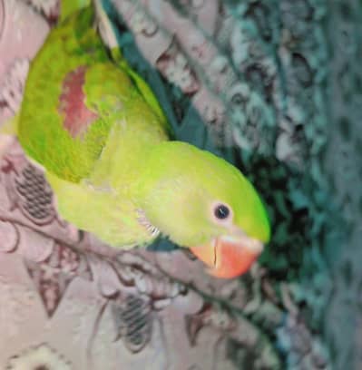 Raw parrot  urgent sale