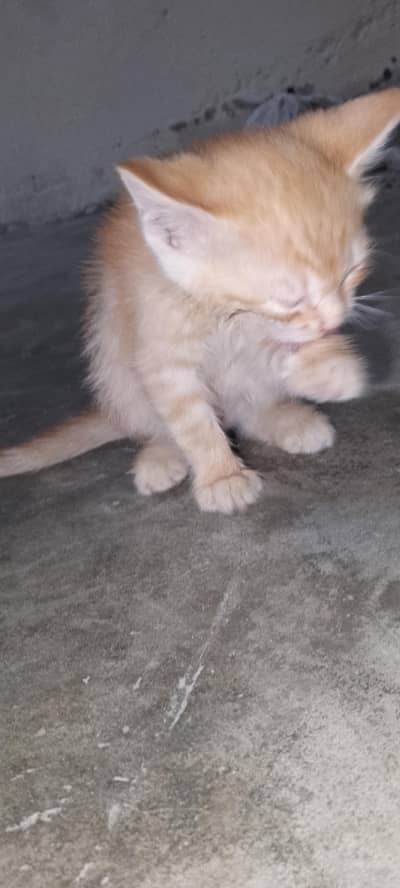 beautiful cat