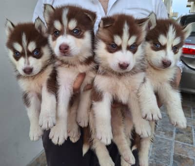 Siberian Husky puppies available for sale- Lahore