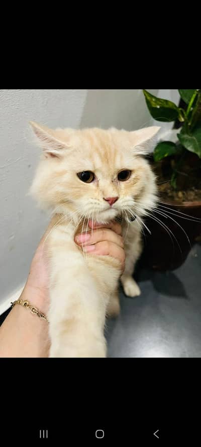 want to sale cat