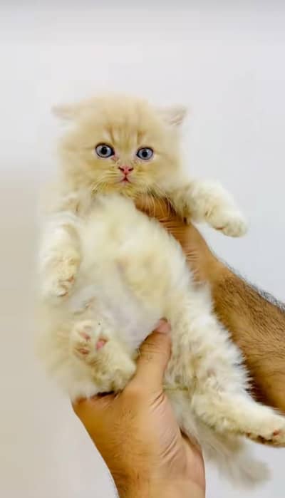 pure Persian cats vaccinated triple coated/WhatsApp 03254583038