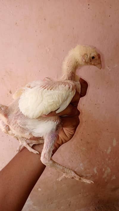healthy and active urgent sale read description