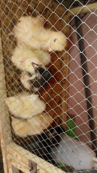 healthy and active  Heera chick Pair golden. . . black. . . white  buff pair