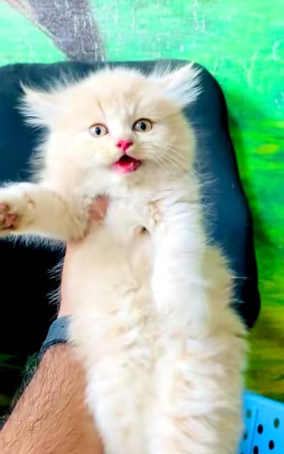 pure Persian cats vaccinated triple coated/WhatsApp 03254583038
