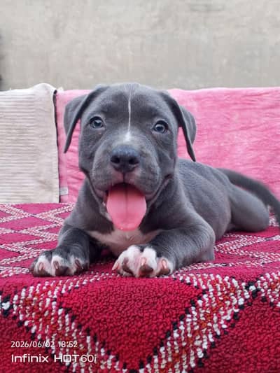 Am Bully/American bully/American pitbull