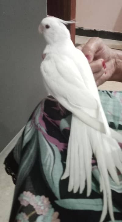 Common white & Eno white  Cocktaile chick  for sale