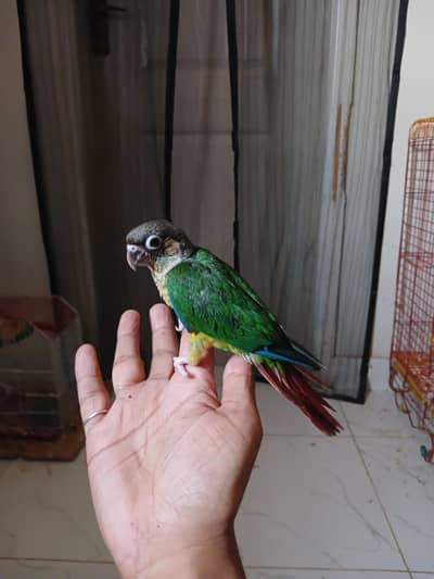 greencheck conure