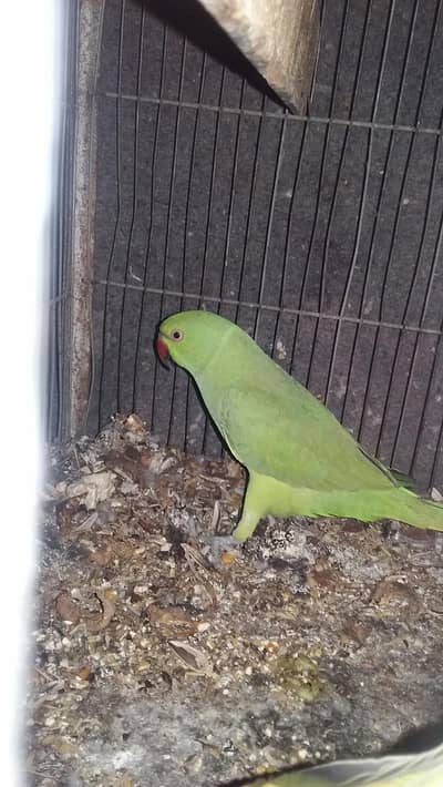 ringneck breeder Female for sale