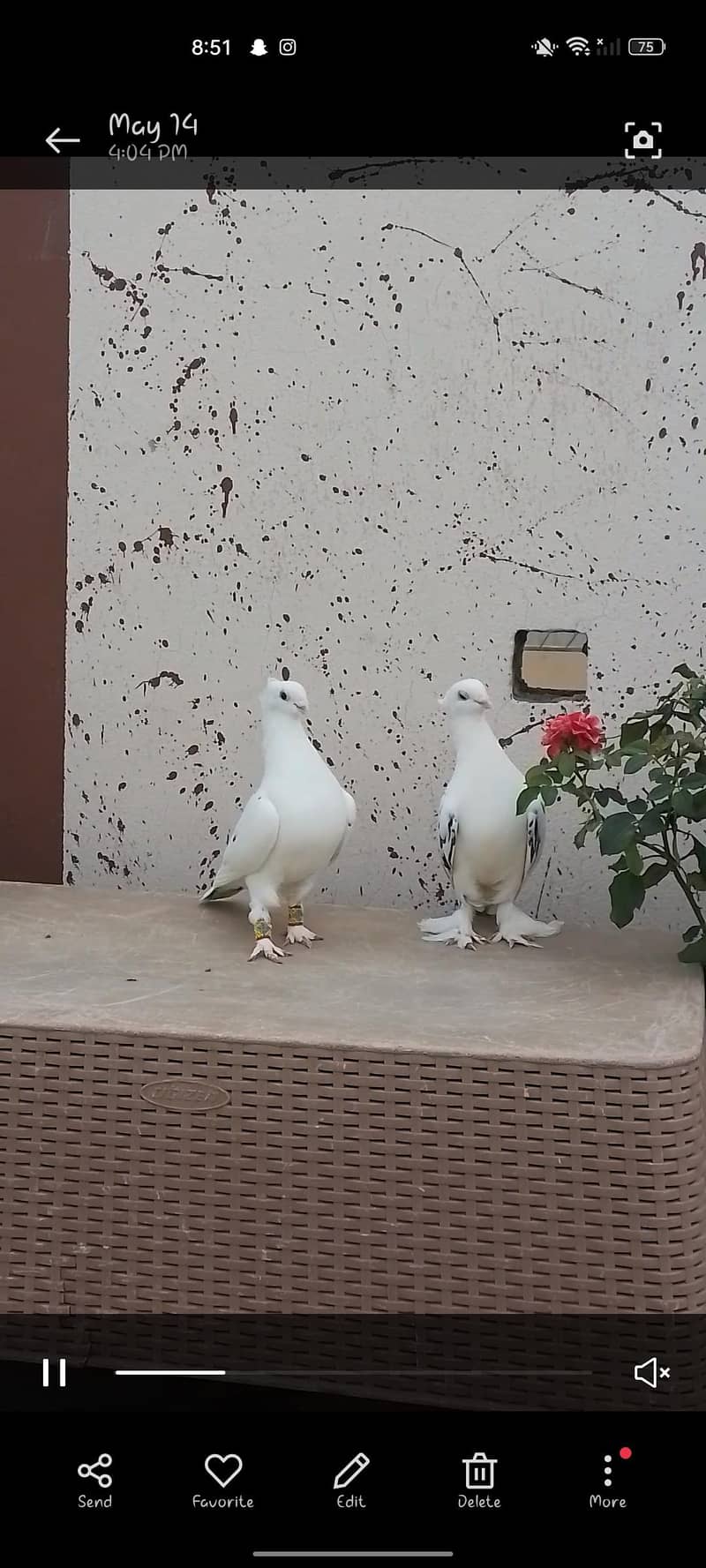 baridar pair 0