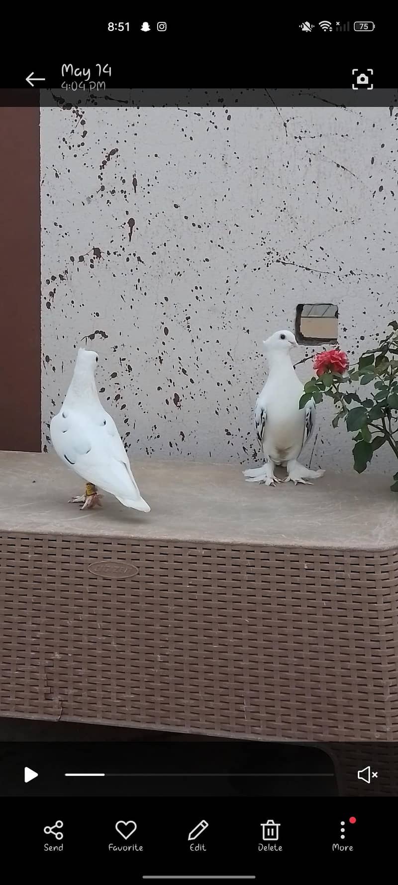 baridar pair 1