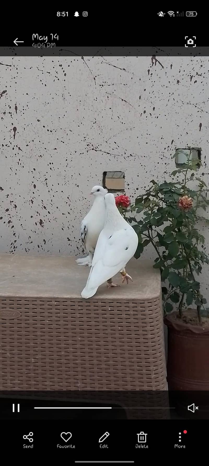 baridar pair 2