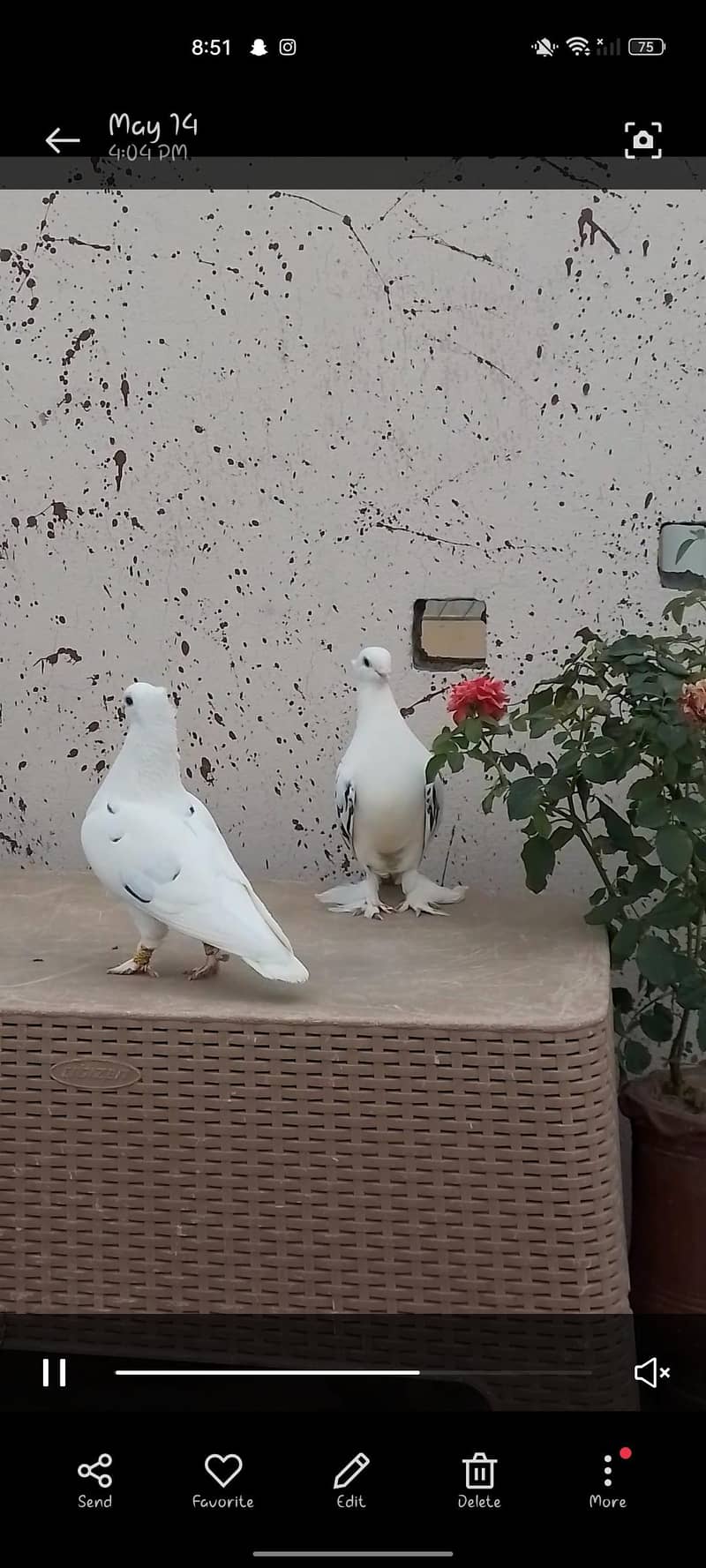 baridar pair 3