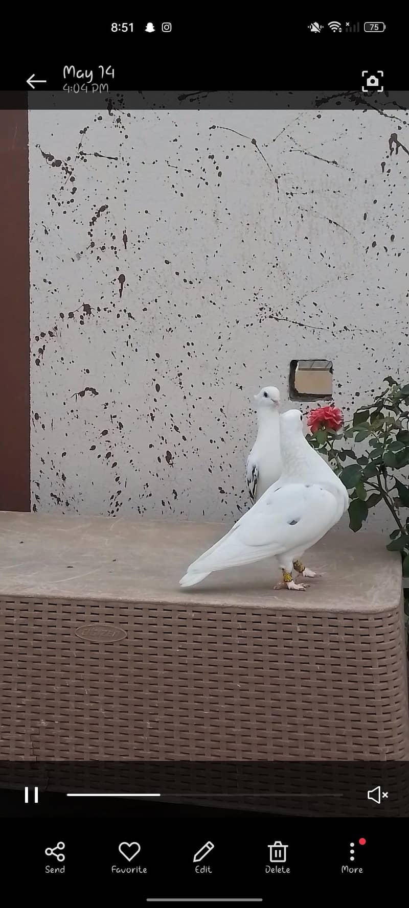 baridar pair 4
