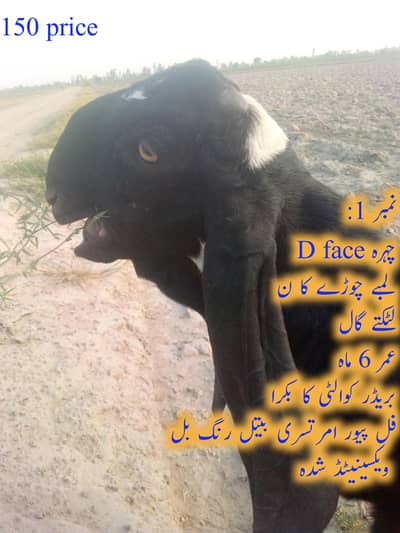 Pure beetal bakeray|4 kg Doodh danay wali maon key bachay