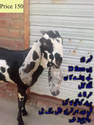 Pure Beetal D Face Breeding Kids for Sale - 50 Inch Bloodline`