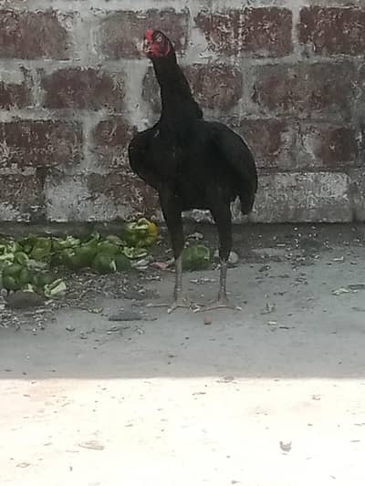 good male for sale urgent sale