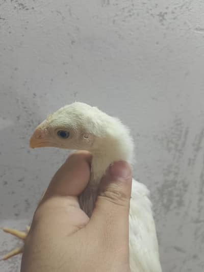 Parrot Beak