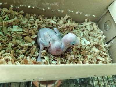 Green parrot mithoo baby