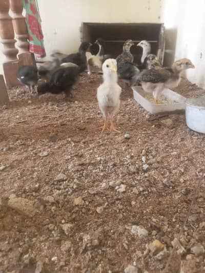 Aseel chicks for sale