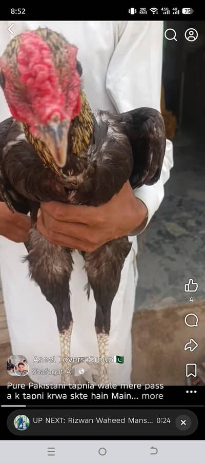 pure Pakistani 10k demand