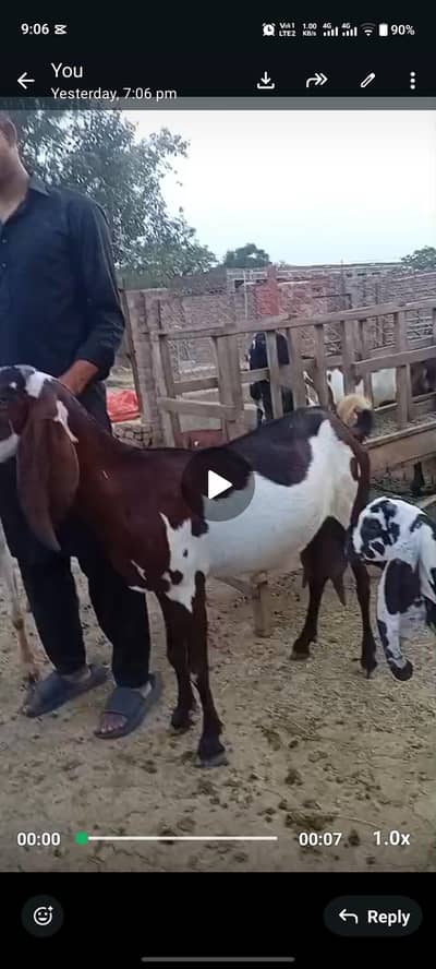 2 beetal 1 makhi cheeni