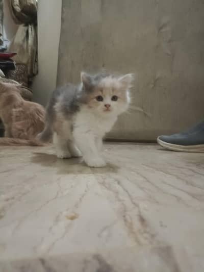 Cats kittens