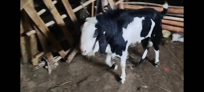 tapra quality breeder