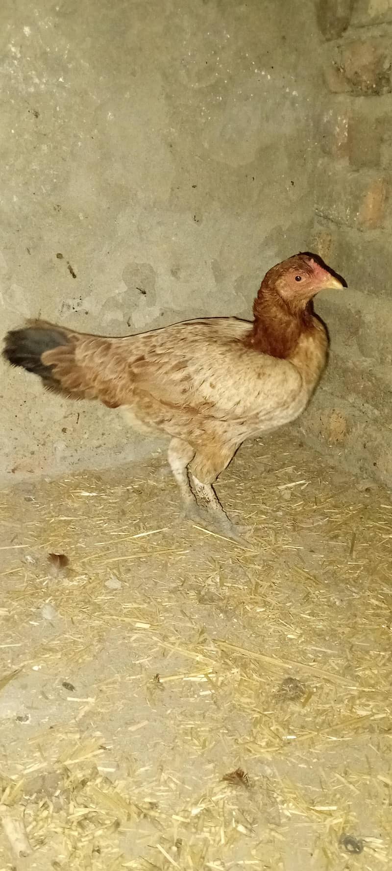 Asked Hen 0