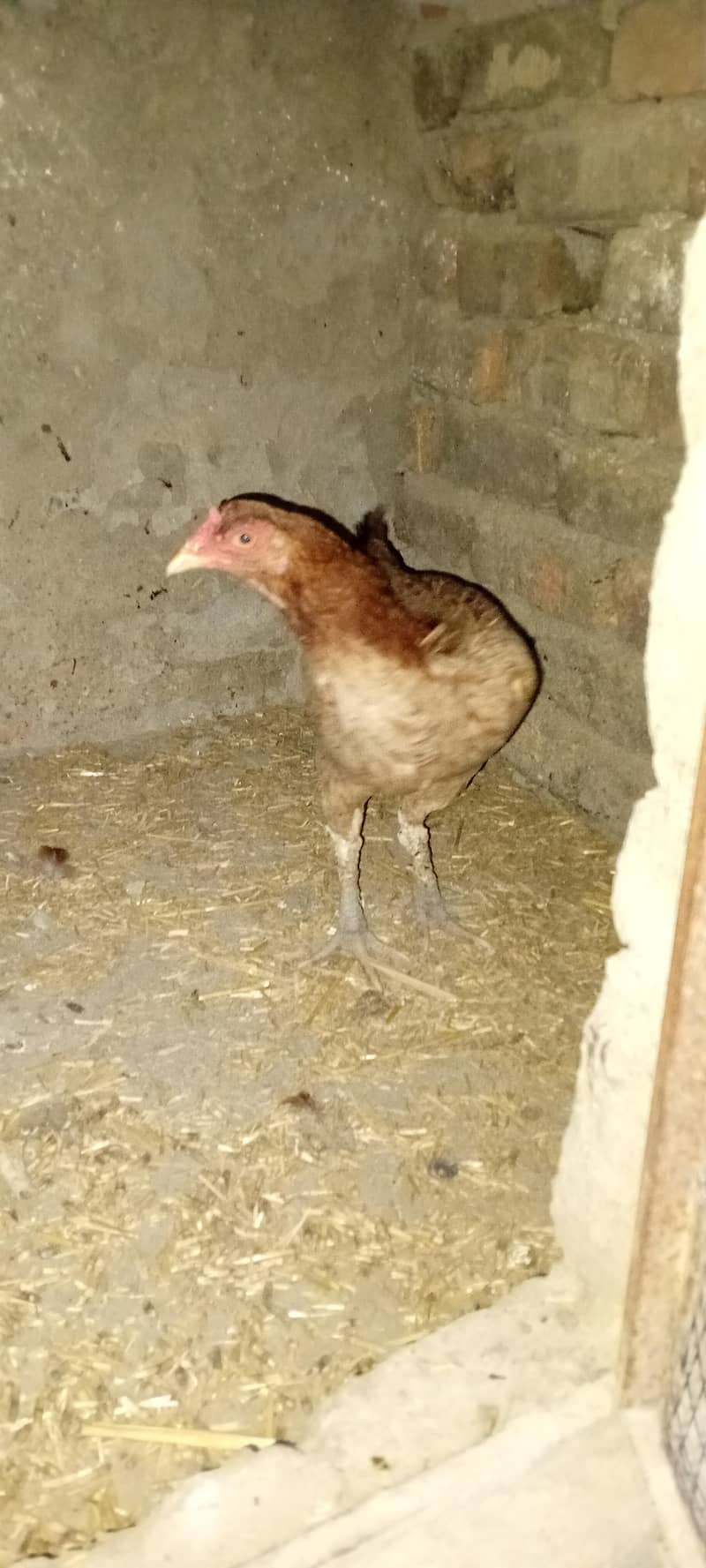 Asked Hen 1