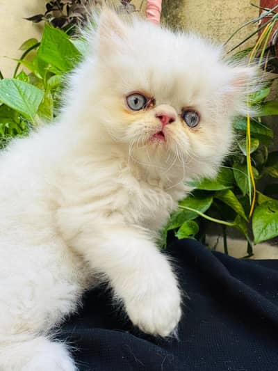 Persian picky face