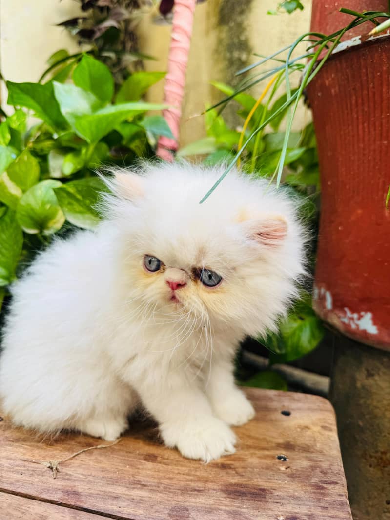 Persian picky face 1