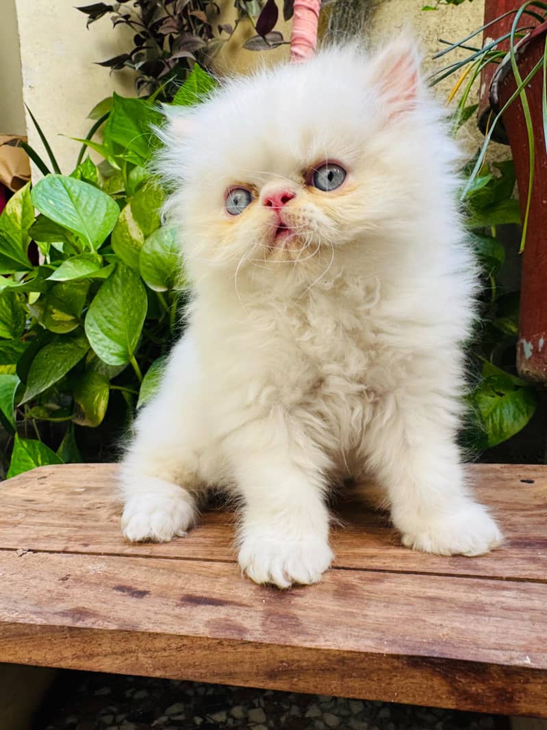Persian picky face 2