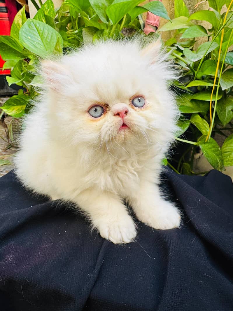 Persian picky face 3