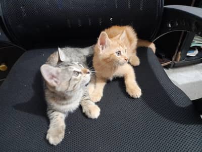 Mogi kittens