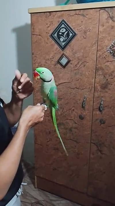 Kashmiri raw parrot for sale
