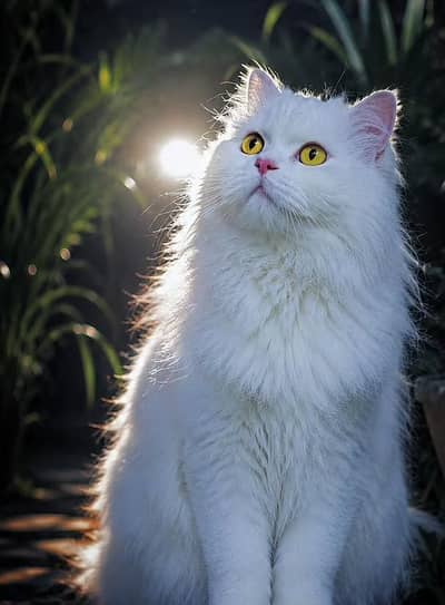 Persian cat