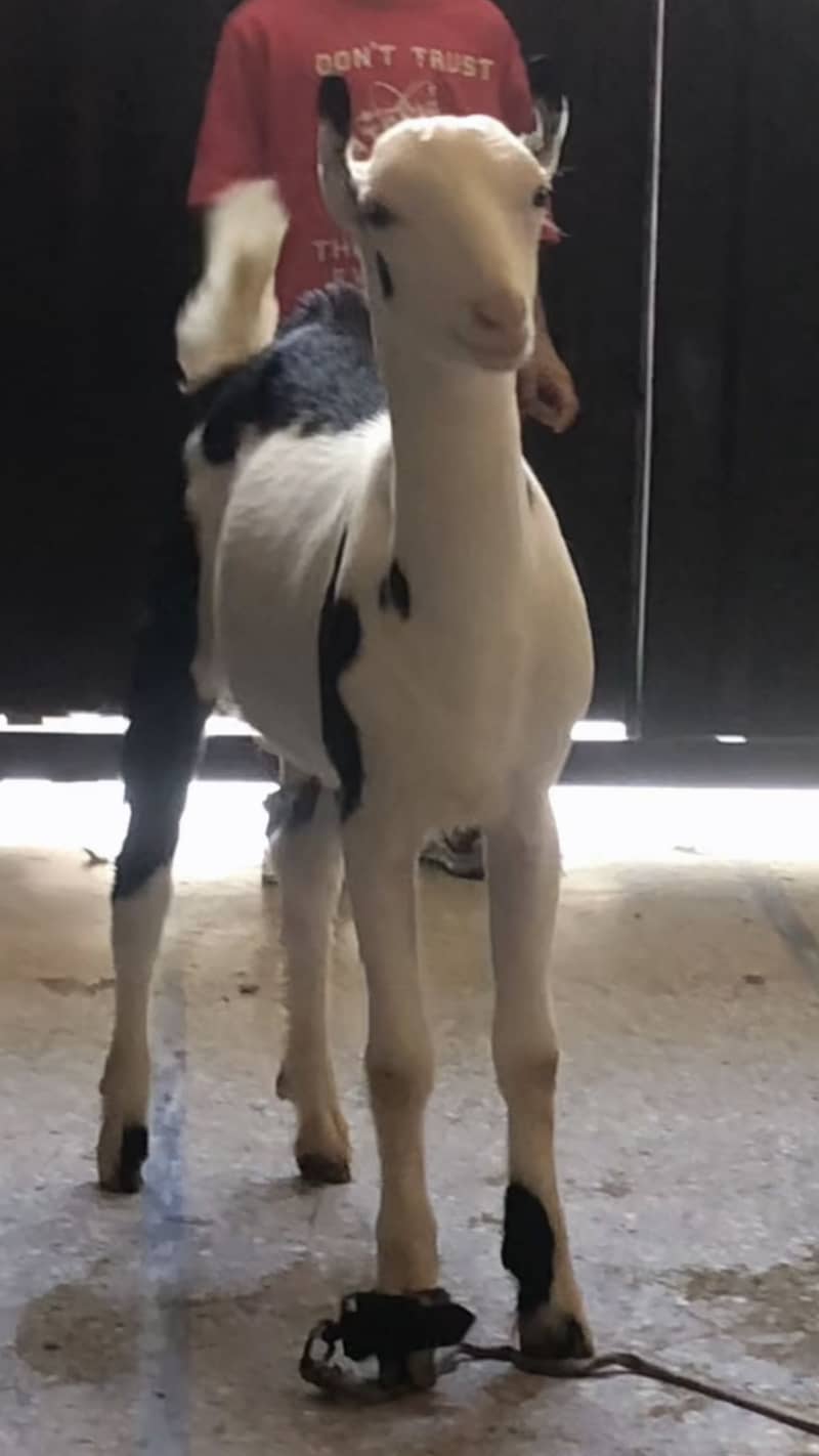 Teddi Ablak 0