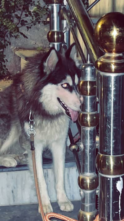 Husky for sale