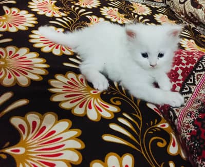 For Sale