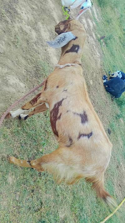 2 Goats for sale . bakriya for sale