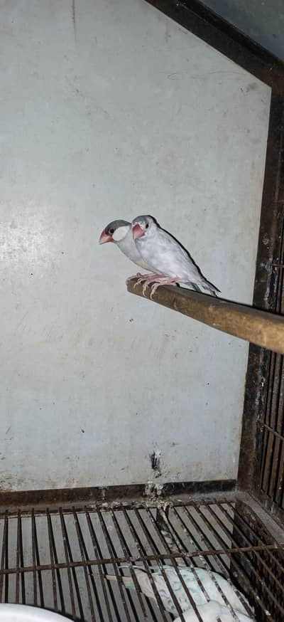 breeder pair silver jawa  