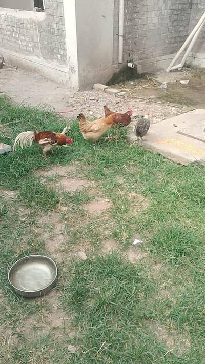 5 Hens + 1 Aseel Murgha With Cage