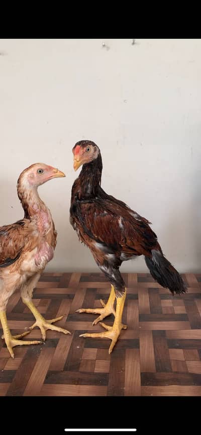 Aseel chicks pair and bentum chicks