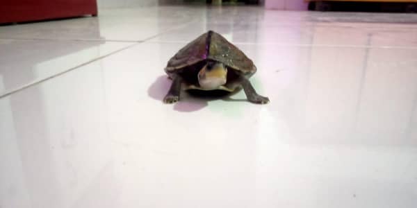 turtle for sale