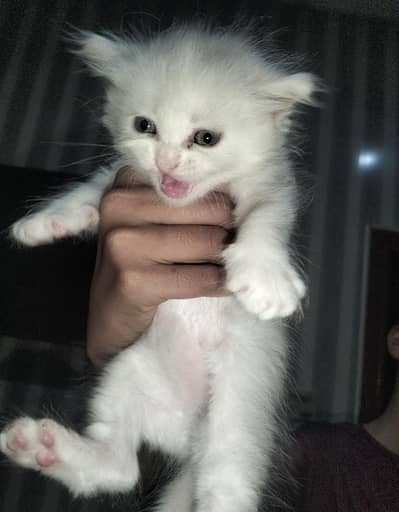 cat baby kittens