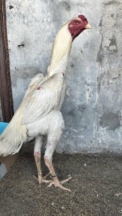 aseel shamo white heera