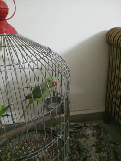 raw parrots pair for sale . started talking