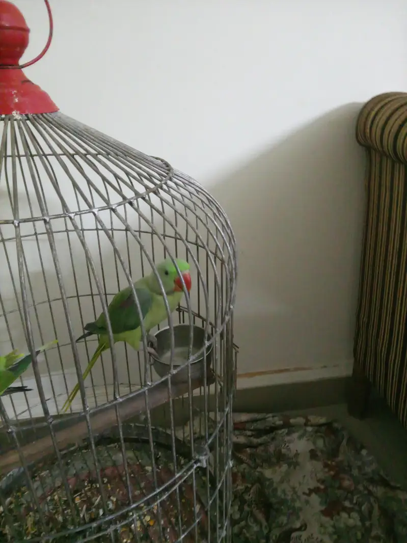 raw parrots pair for sale . started talking